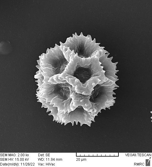 Pollen 2